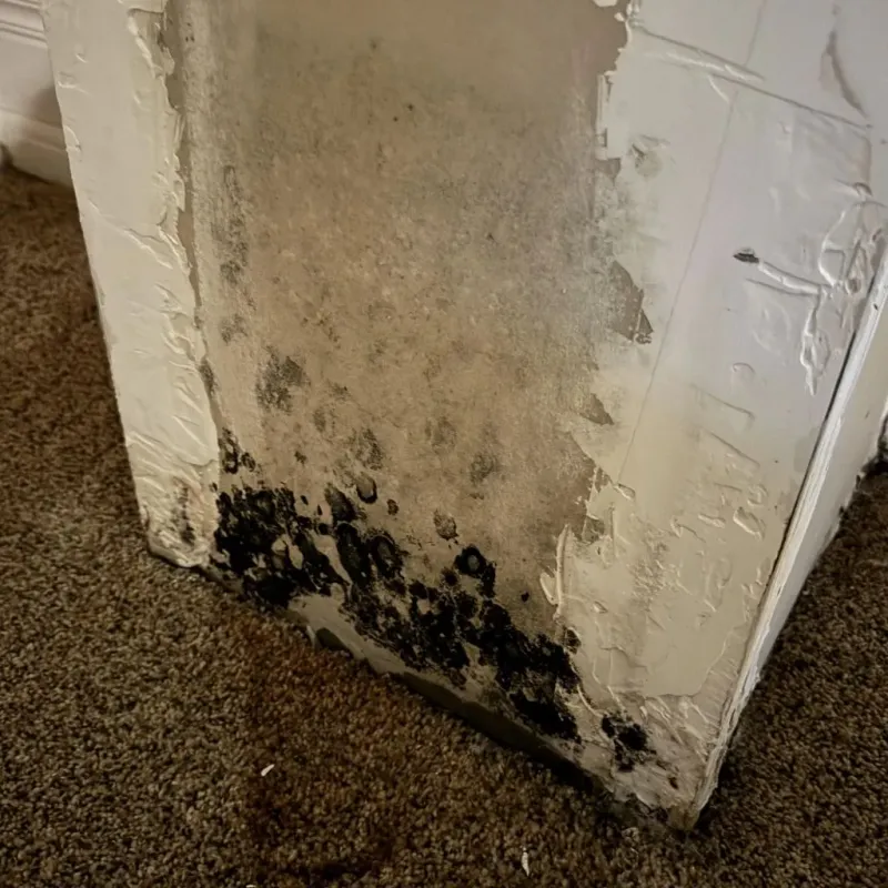 Professional Mold Removal in Luzerne County, PA